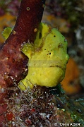Antennarius multiocelatus Antennaire grandes lignes-Bonaire Small wall-19m-20180219-Denis-ADER-DSC_6806_tn